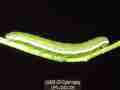 Nearly mature fifth instar Sara Orange-Tip butterfly larvae, filmed 5-22-2008